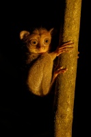 Nartoun zapadosundsky - Tarsius bancanus - Western Horsfields Tarsier o6661